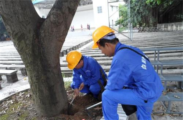 園林古樹白蟻防治