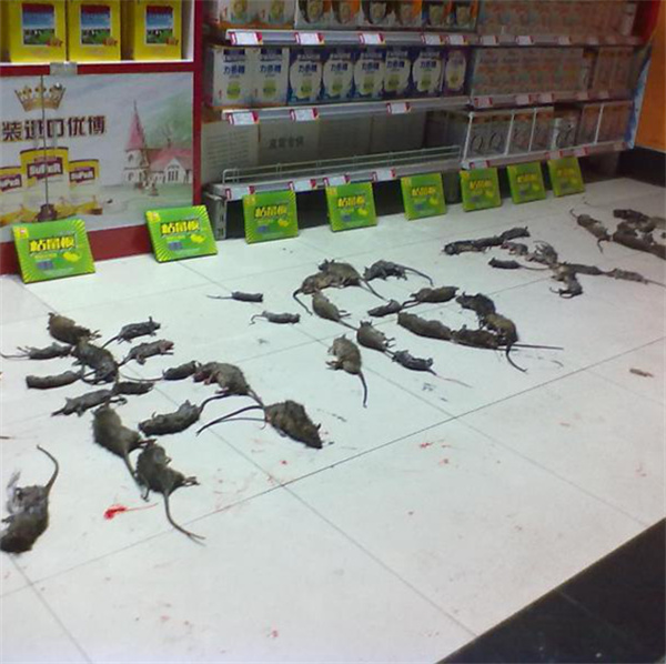 滅老鼠
