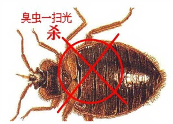 滅蟑螂